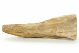 Triassic-Age Petrified Wood Log - Madagascar #379256-1